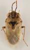 Geocoris phaeopterus